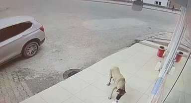 Her gün kaybolan süt bidonunu anne köpeğin aldığı ortaya çıktı