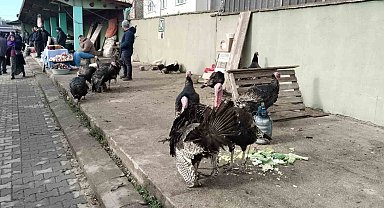 Hindi eti, demir ve protein açısından zengin