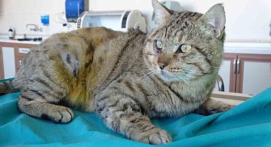 Irak sınırındaki mağarada yaralı halde bulunan yaban kedisi tedavi altında