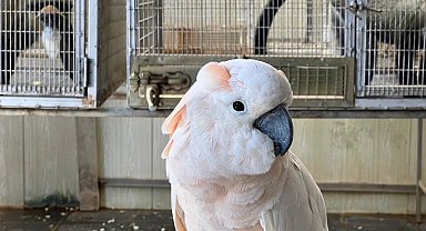 İstanbul Havalimanı'nda bulunan yavru gorilin şüpheli kaçakçısına Tayland'da baskın