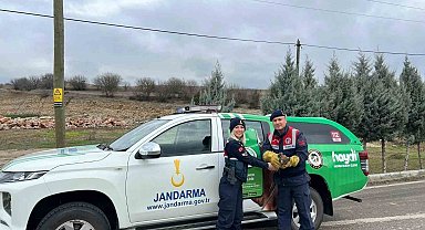 Jandarmanın yaralı bulduğu 2 kızıl şahin tedavi edildi