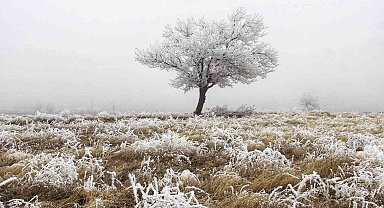 Kahramanmaraş'ta kırağı'dan dolayı ağaçlar beyaza büründü