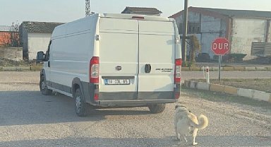 Kamyonetin arkasına bağlanarak sürüklenen köpek kurtarıldı, şahıslara cezai işlem uygulandı