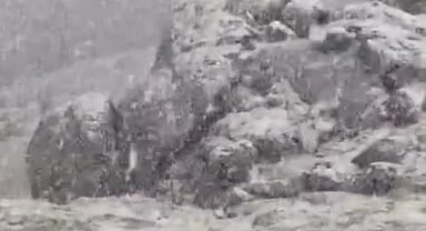 Kar altında yiyecek aradılar