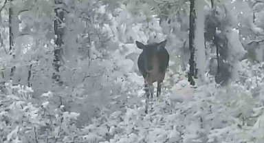 Kar yağışı sonrası yemek arayan kızıl geyikler yol kenarında görüntülendi