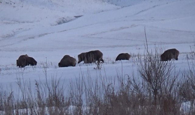 Kars'ta domuz sürüsü ve kurtlar aynı karede