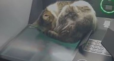 Kedi ATM'de uyudu, vatandaşlar rahatsız etmemek için başka ATM'ye yöneldi
