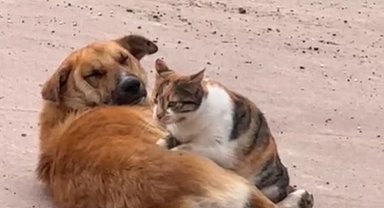 Kedi ile köpeğin sevimli dostluğu kameraya yansıdı