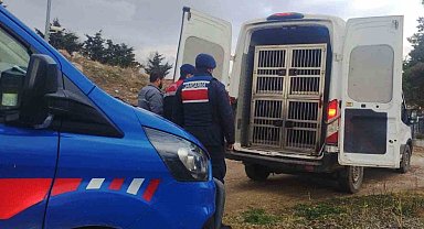 Kırıkkale'de dövüştürülen köpekler kurtarıldı, sorumlulara para cezası uygulandı
