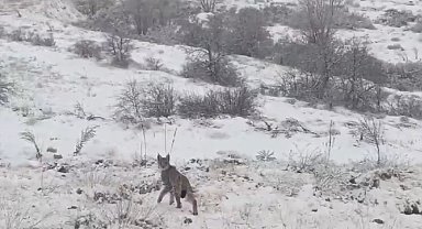 Kırmızı listedeki vaşak Erzincan'da görüntülendi