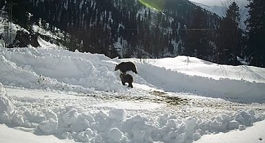 Kış uykusuna yatmayan ayılar güpegündüz arıcıların güvenlik kamerasına yakalandı