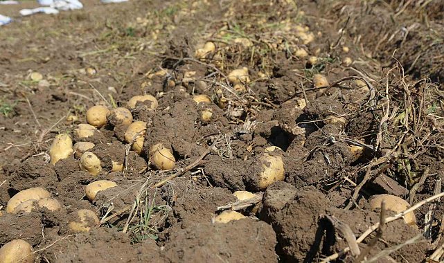 Konya Şeker'den üreticilere patates bedeli ödemesi
