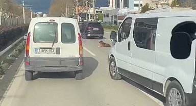 Köpeğin keyfi trafiğe kilitledi