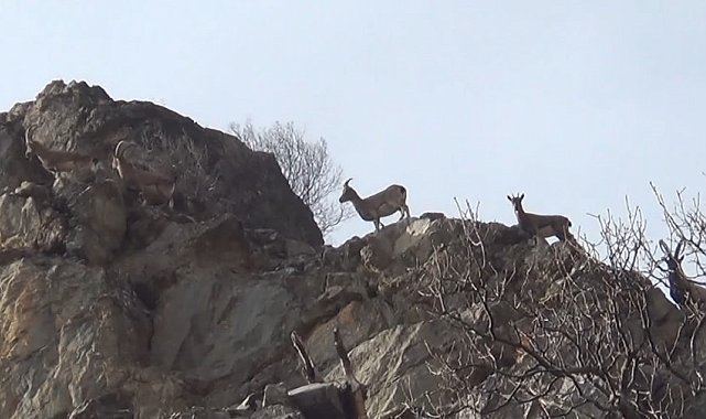 Koruma altındaki yaban keçileri, Tunceli'de görüntülendi