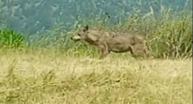 Köylülerin 'Canavar' dediği iri kurt kameralara yakalandı