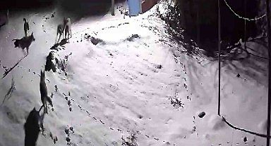 Kurtlar vadisi "Zara"