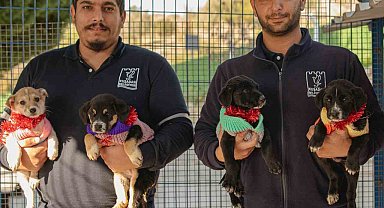 Kuşadası Belediyesi 2024 yılında 526 can dostu sahiplendirdi
