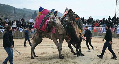 Kuşadası'nda deve güreşi festivali renkli görüntülere sahne oldu