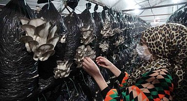 Malatyalı girişimci, serasında ayda 6 ton istiridye mantarı üretiyor
