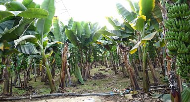 Manavgat'ta hortumun ve yağmurun vurduğu tarım alanlarında zarar büyük