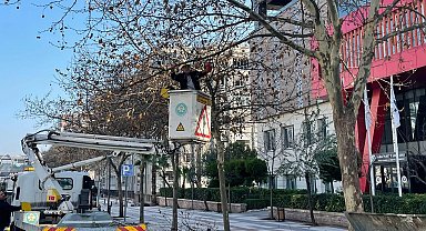 Manisa'da çınar ağaçlarına kış bakımı