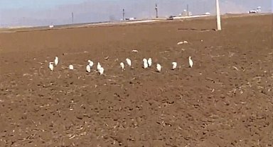 Mardin'de akbalıkçıl kuşları erken görüldü