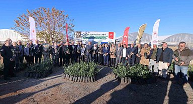 Mardin'de çiftçilere 19 bin 480 zeytin fidanı dağıtıldı