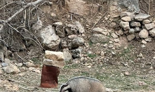 Mardin'de nesli tehdit altında olan porsuk görüldü