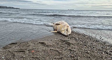 Marmara Denizi'nde ölü yunus balığı bulundu