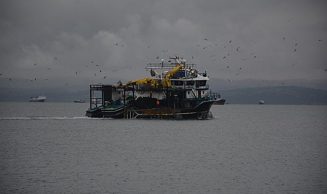 Martıların balık kapma telaşı