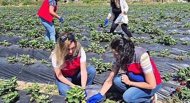 Muğla'da pestisit denetimleriyle sağlık ve çevre güvencesi