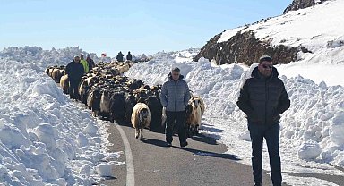 Muş'ta 2 bin koyun mahsur kaldı