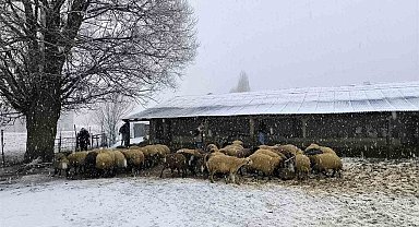 Muş'ta besiciler kar yağışı altında zorlu mücadele veriyor