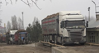 Muş'ta şeker pancarı kampanyasında rekor