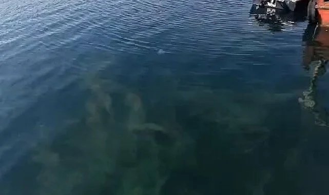 Müsilaj deniz yüzeyine çıktı!