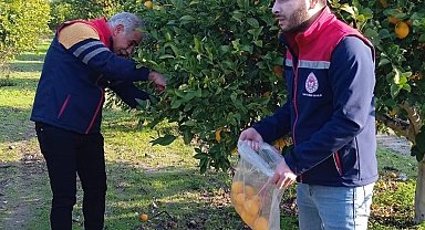Narenciyede numune alımları sürüyor