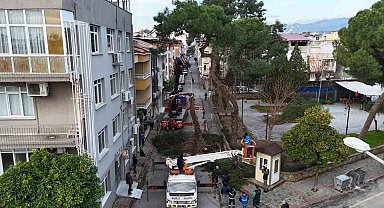 Nazilli'de tehlike oluşturan çam ağacı kaldırıldı
