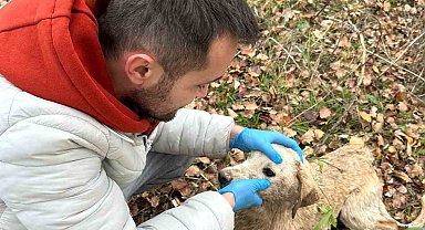 Nehre düşen köpek tekne yardımı ile kurtarıldı