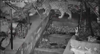 Nesli tükenme tehlikesi altındaki vaşak ailesi kamerada