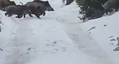 Niğde'de yaban domuzu sürüsü görüntülendi