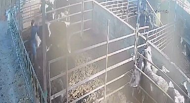Öfkeli boğa sahibine acımadı