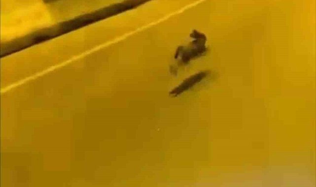 Otoyolda gördüğü tavşanla yarıştı