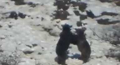 Oyun oynayan iki ayının görüntüsü izleyenleri gülümsetti