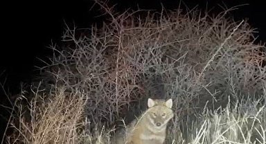 Park halindeki aracın etrafında dakikalarca dolaşan çakal kameraya yansıdı