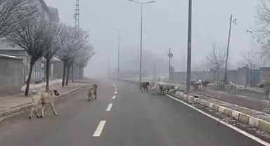 Patnos'ta başıboş köpekler tehlike saçıyor