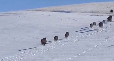 Patnos'ta domuz sürüsü görüntülendi