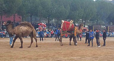 Pehlivan develer Köşk arenasında kozlarını paylaaştı