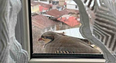 Penceresine kınalı Keklik Kondu