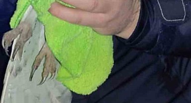 Polis yolda bulduğu yaralı baykuşu kurtardı