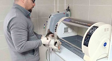 Rize'de dereden kedi kurtarma operasyonu